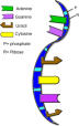 mRNA