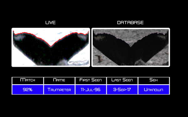 Live flukes under NMFS #18636, Database under NMFS #14599